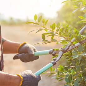 Gartenarbeit und Hausmeisterservice Inh. Shaip Rexhepi - Hecke schneiden