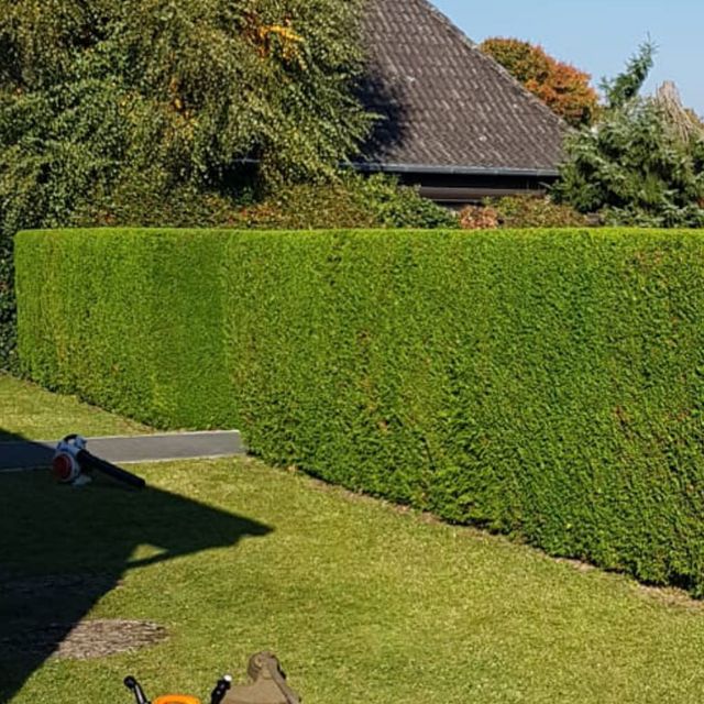 Gartenarbeit und Hausmeisterservice Inh. Shaip Rexhepi - geschnittene Hecken