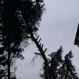 Gartenarbeit und Hausmeisterservice Inh. Shaip Rexhepi - Baumfällung