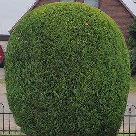 Gartenarbeit und Hausmeisterservice Inh. Shaip Rexhepi - geschnittene Hecken