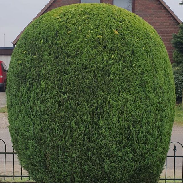 Gartenarbeit und Hausmeisterservice Inh. Shaip Rexhepi - geschnittene Hecken